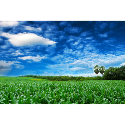 Corn Field In Thailand by Subinpumsom - Wrapped Canvas Print