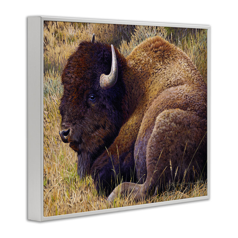 «Relaxing Young Bison», estampe numérique par Rod Lawrence, Estampe numérique encadrée blanc bord de mer, H 11 po x l 14 po