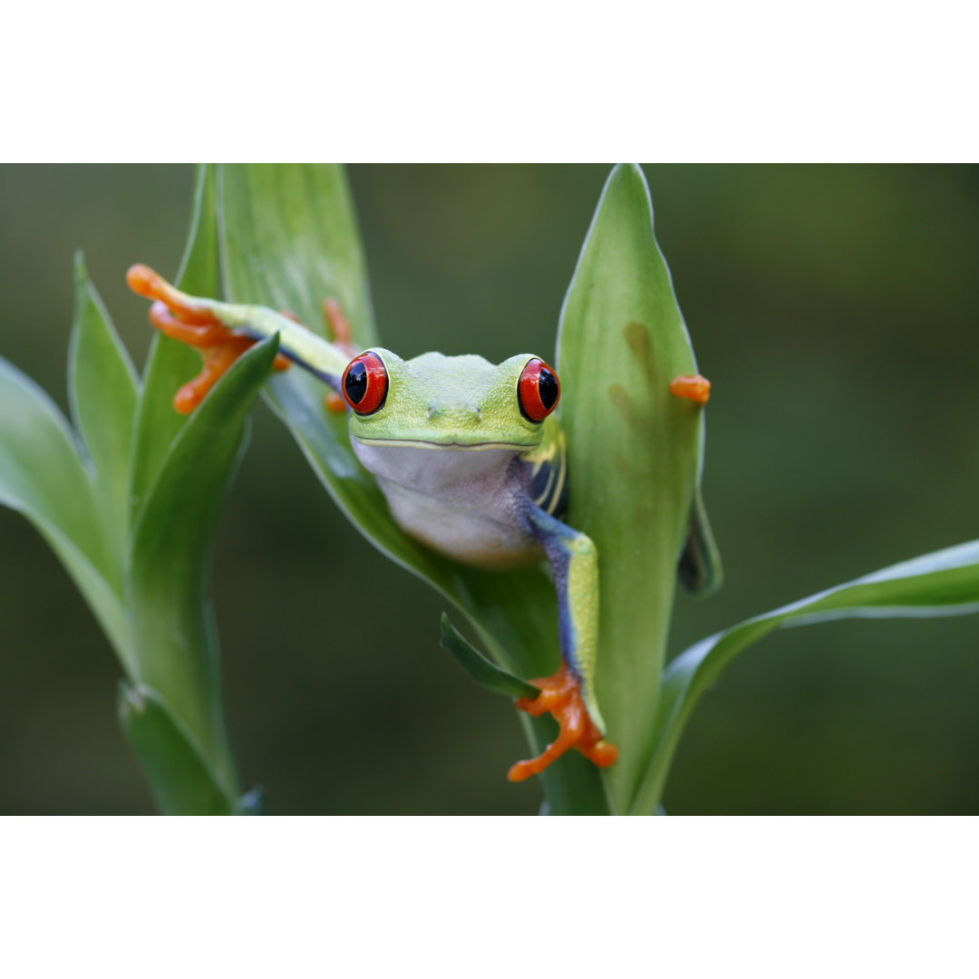 Rotäugiger Frosch von Mark Kostich - Kunstdrucke auf Leinwand ohne Rahmen