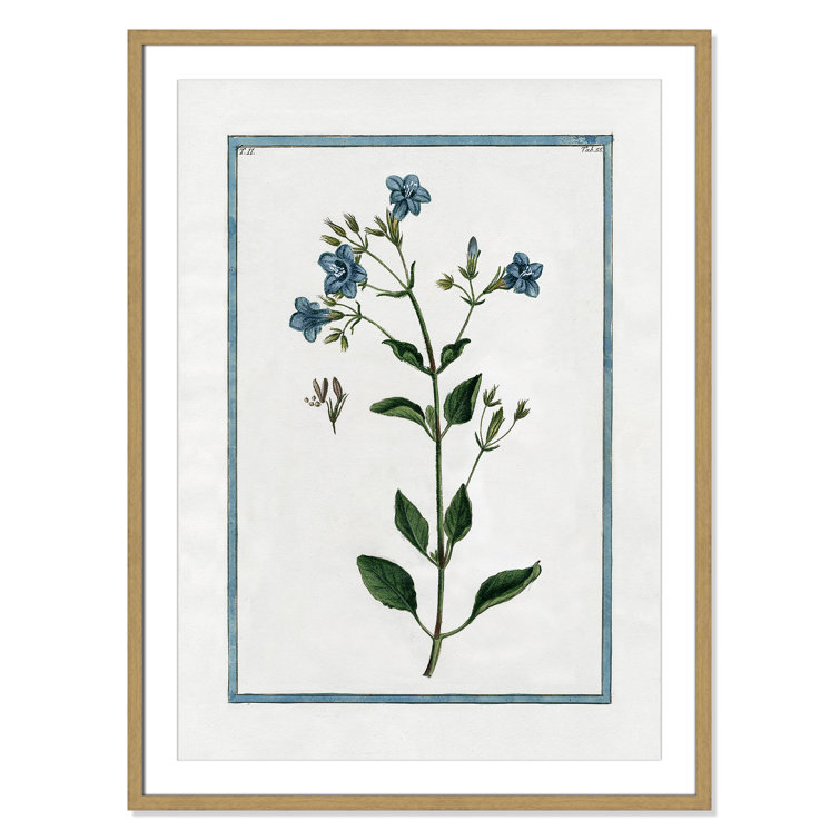 Shabby Elegance Botanical II - Framed Art