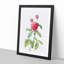 Pink Agatha Rose by Pierre-Joseph Redoute - Picture Frame Painting Print-55583662-55583667