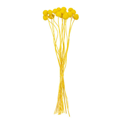 16 à 20 po de grappes Craspedia de 1,75 oz, environ 15 à 18 têtes. C'est un produit naturel, les dimensions et la couleur peuvent varier d'une plante à l'autre.