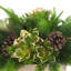 Holiday Centerpiece with Succulents and Pinecones