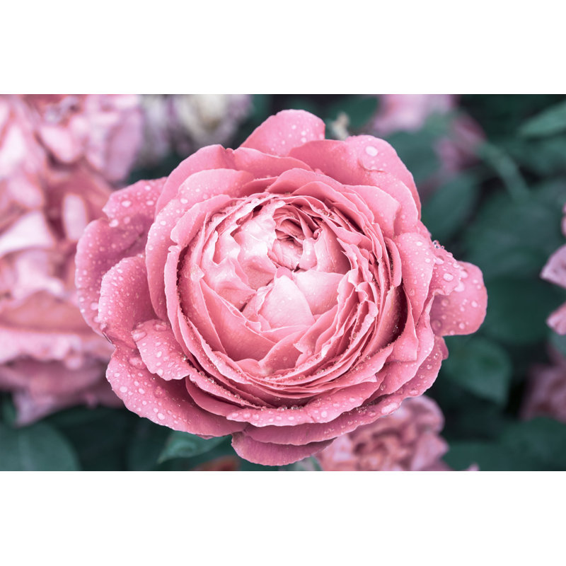 «Fresh Blooming Peony» par Pogréjov - photographie sur toile tendue, L 12 po x H 8 po