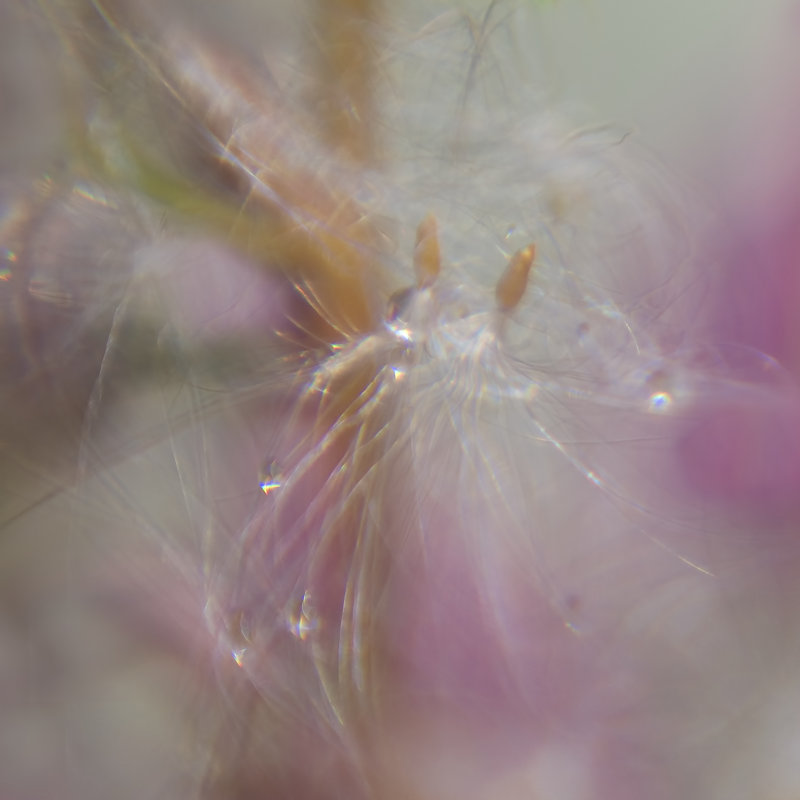 Fairy Dance II, H 12 po x l 12 po