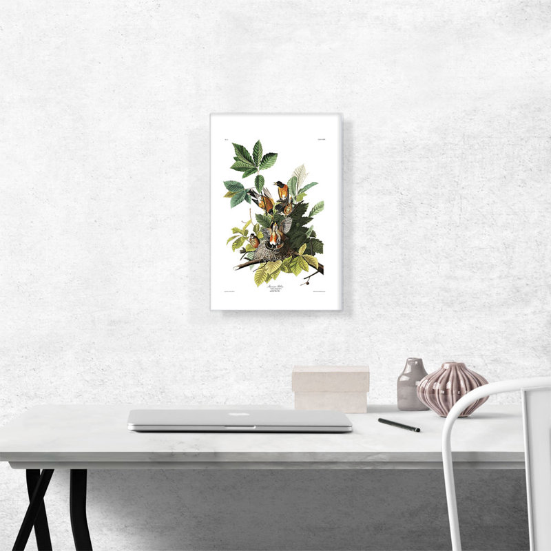 «American Robin» par James Audubon, reproduction d'art sur toile tendue, H 18 po x l 12 po x P 0,75 po