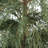 4' Cedar Tree