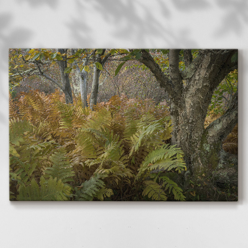 Fougères d'automne - Cavas enveloppés de galerie, 18 x 27