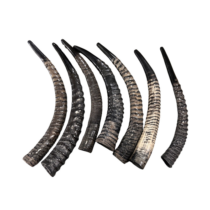 Real Sable Horn Shofar