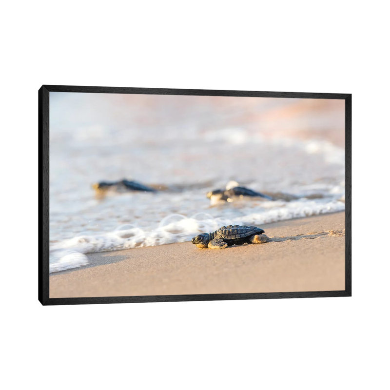 Kemp's Ridley Sea Turtle Hatchling I by Larry Ditto - Print on Canvas, Black Framed Canvas, 101.6 cm H x 66.04 cm W