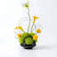 Arrangement organique moderne dans un pot