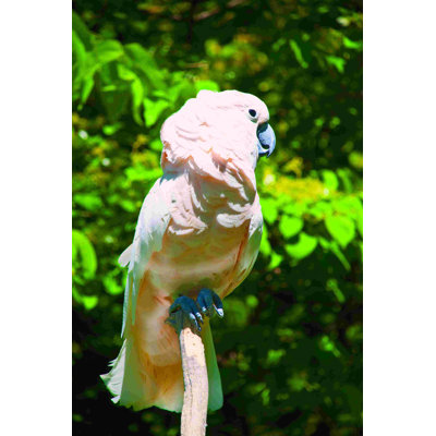 " Pink Bird "