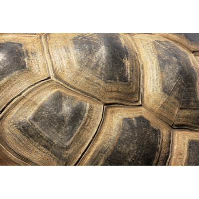 Tortoiseshell Turtle Exoskeleton by Chuckschugphotography