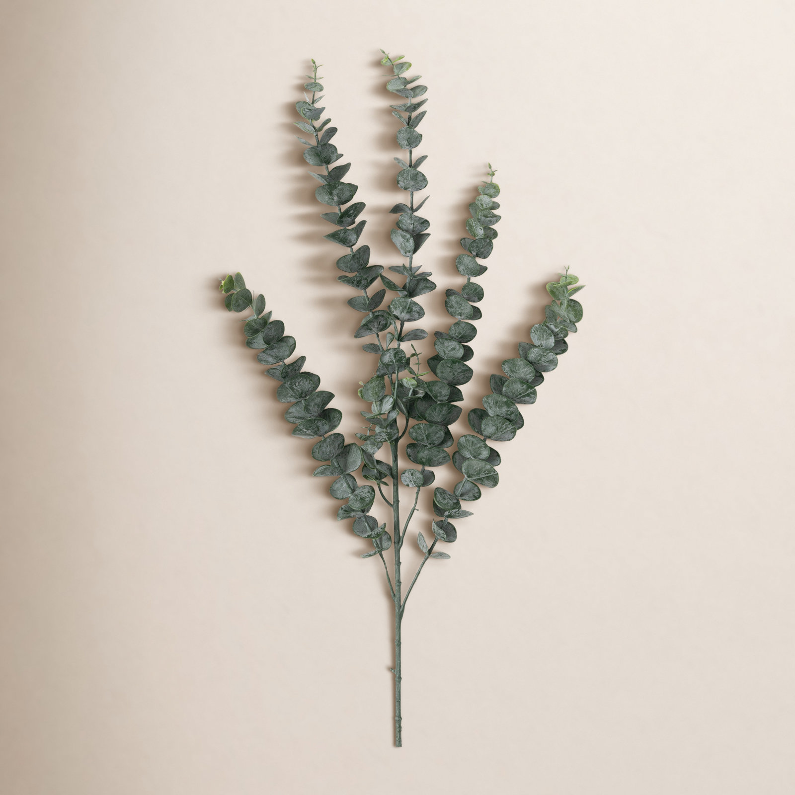 Towering Tall Eucalyptus Stems