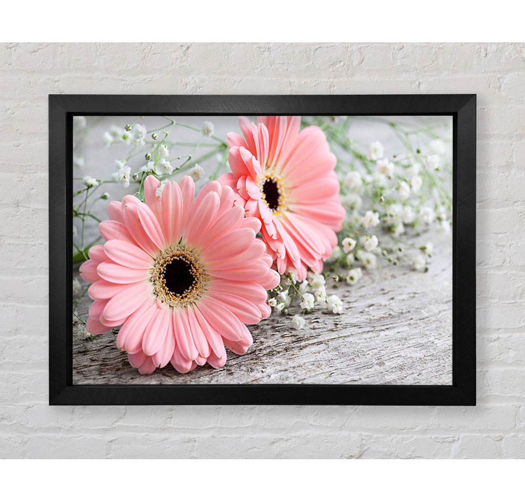 Rosa Gerbera Laying Down Close Gerahmter Druck