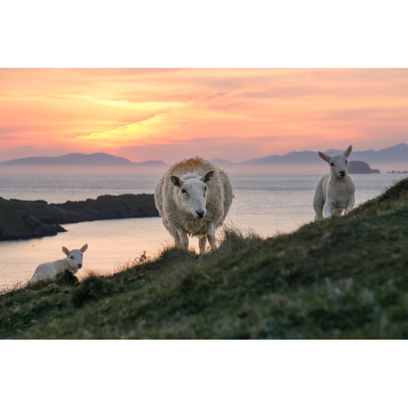 Geis Sheep And Two Lambs by Drepicter - Wrapped Canvas Print, 30cm H x 46cm W x 3.8cm D