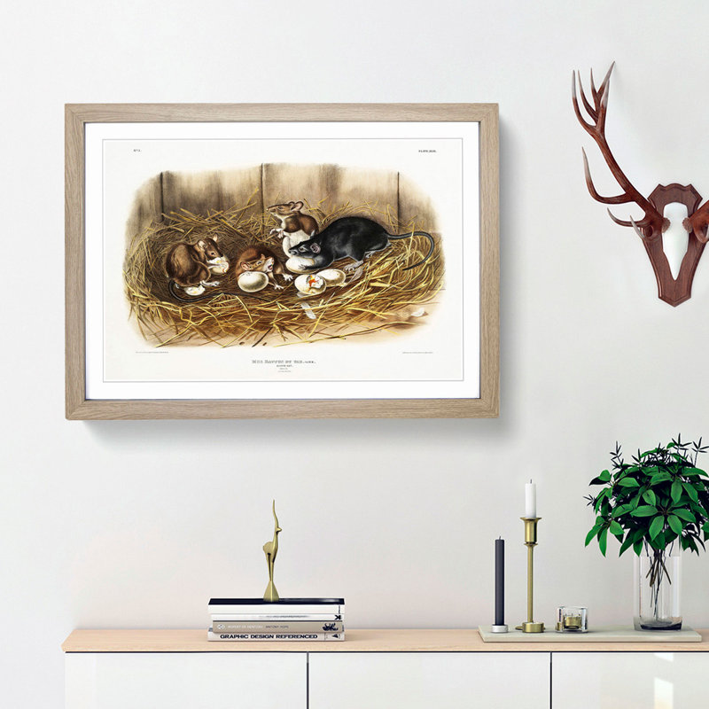 Black Rat by J.W. Audubon - Picture Frame Painting Print, Oak Framed, 48cm H x 65cm W x 2cm D