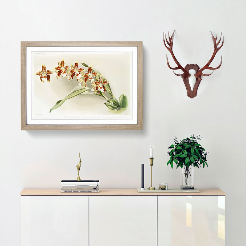 Magnolia Flowers Illustration Tab. 33 by Frederick Sander - Framed Print, 27cm H x 36cm W x 2cm D, Oak Framed