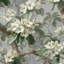Papier peint floral, décoration murale traditionnelle verte-100683439