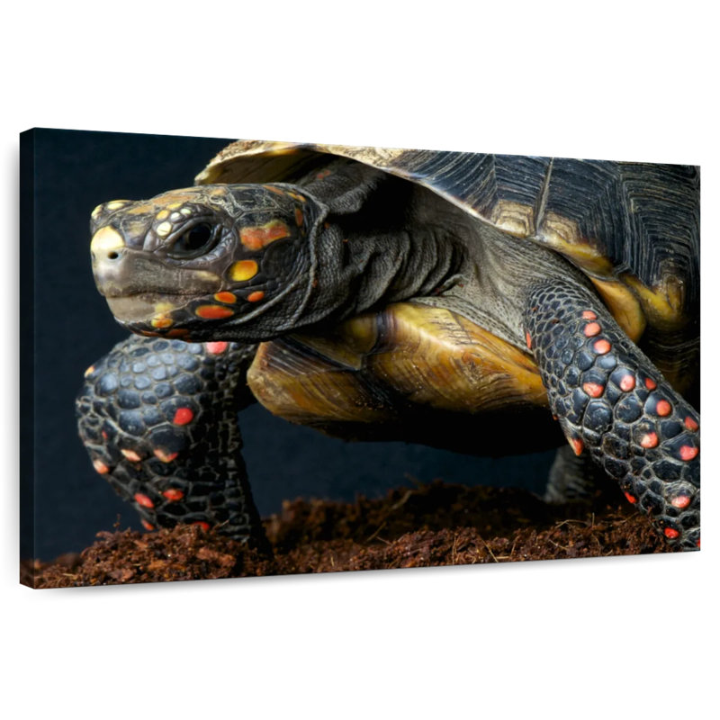 Red Footed Tortoise Species, 16" H x 24" W