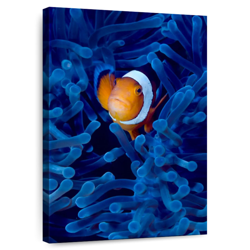 Brampt Blue Anemone Clownfish, 51" H x 34" W