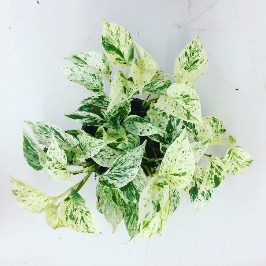 Marble Queen Pothos - Thumbnail 4