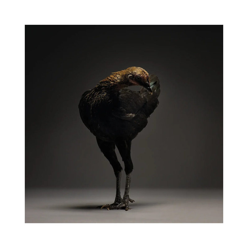 Modern English Game Fowl - Wrapped Canvas Print, 30.48 cm H x 30.48 cm W