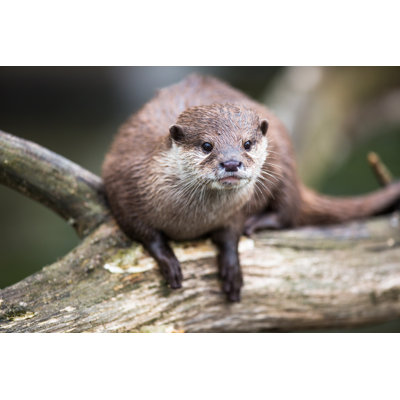An Oriental Otter par Viktorcap - Photographie sur toile tendue