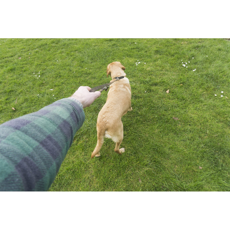 Wake the Dog par Mattjeacock, H 12 po x l 18 po