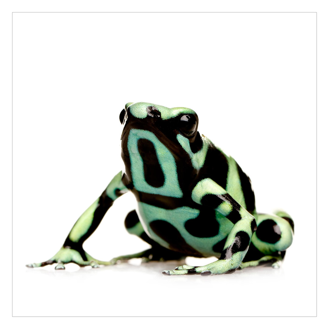 Zebra Frog 2.4m x 2.4m Textured Matte Peel & Stick Wall Mural
