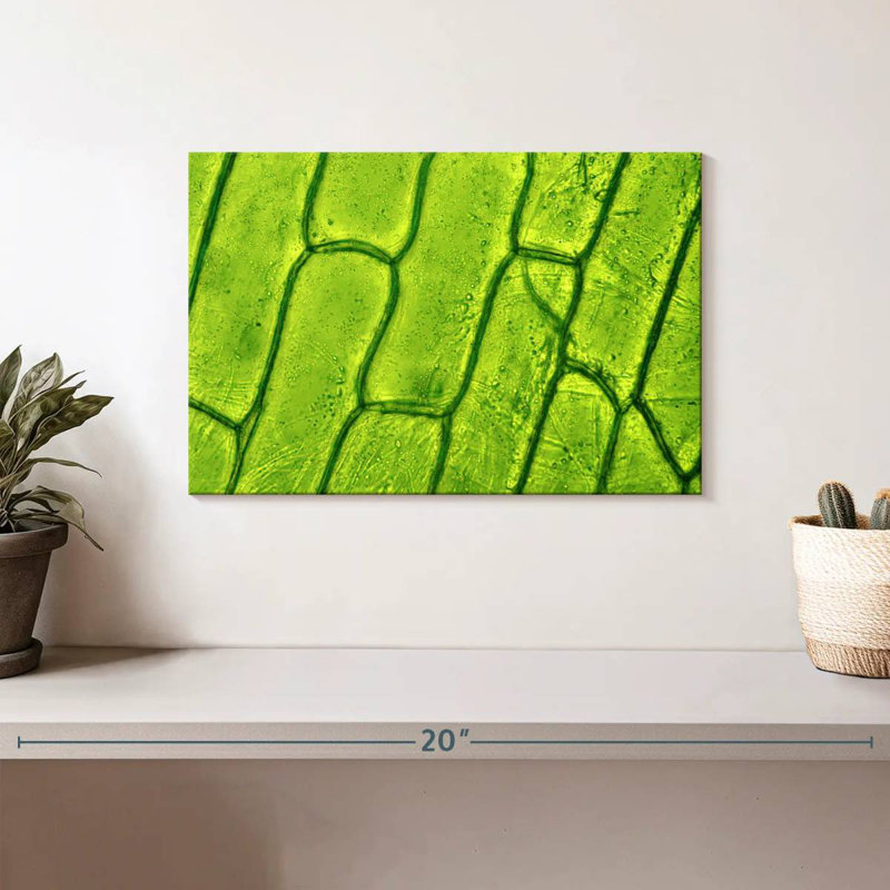 Harnek Plant Cells, 8" H x 12" W