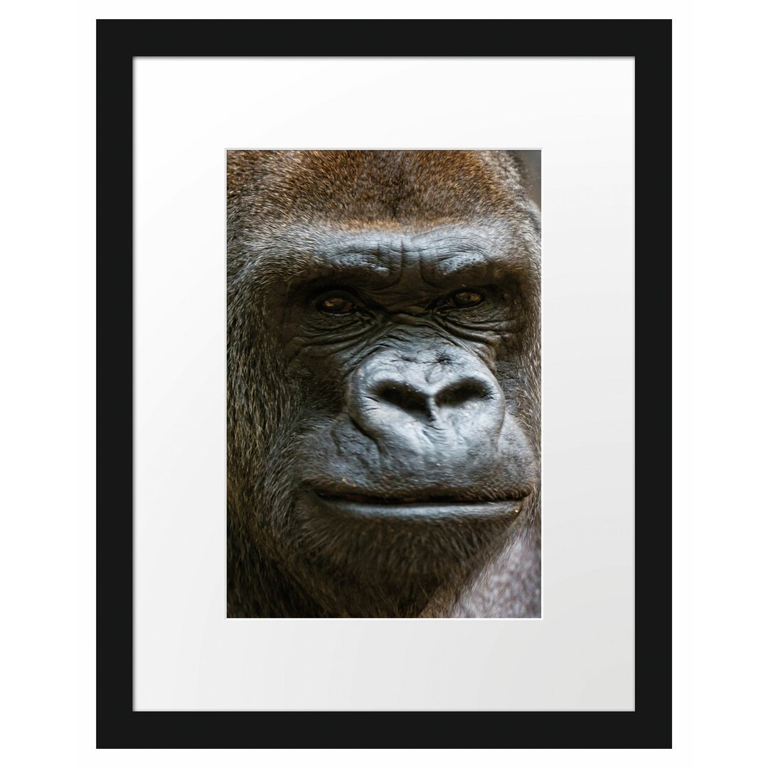 Gerahmtes Poster Stolzer Gorilla