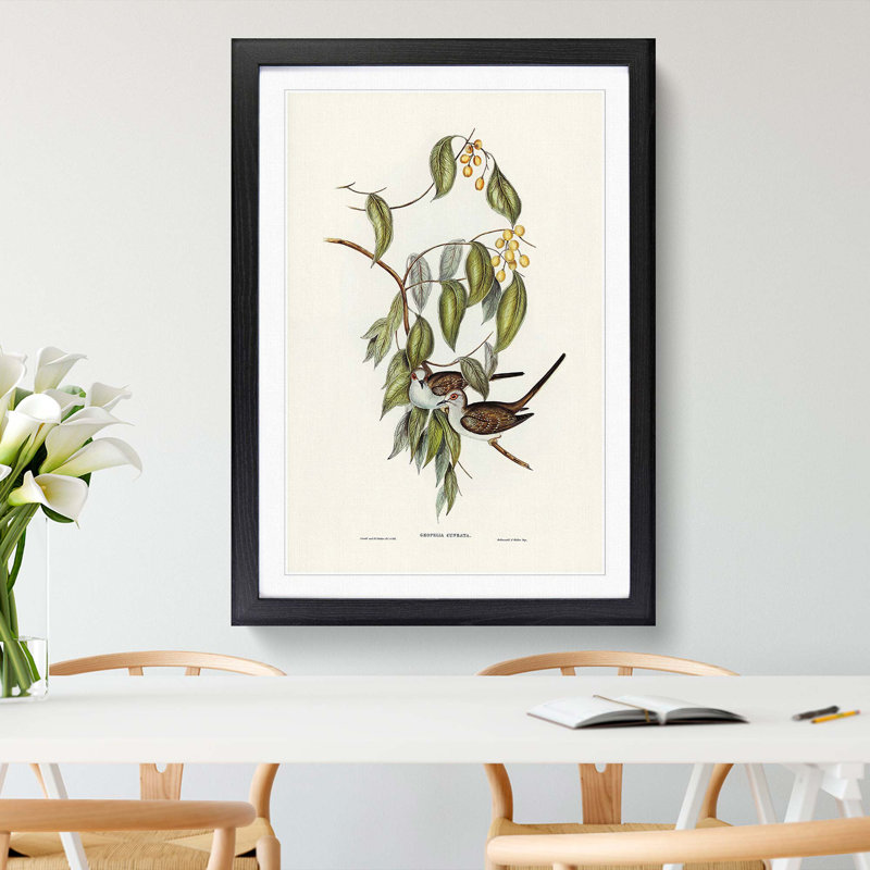 Graceful Ground Doves by Elizabeth Gould - Picture Frame Graphic Art Print, 48cm H x 36cm W x 2cm D, Black Framed