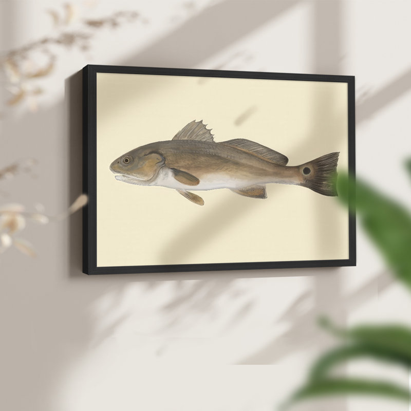 «Saltwater Species III», reproduction encadrée, H 8 po x l 10 po, Noir, noir, noir, noir