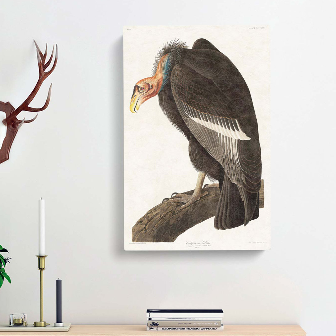 Californian Vulture by John Audubon - Wrapped Canvas