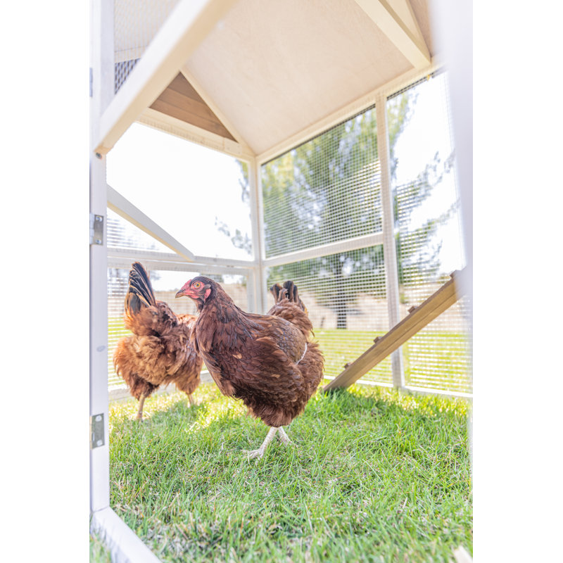 15.8 Square Feet with Chicken Run