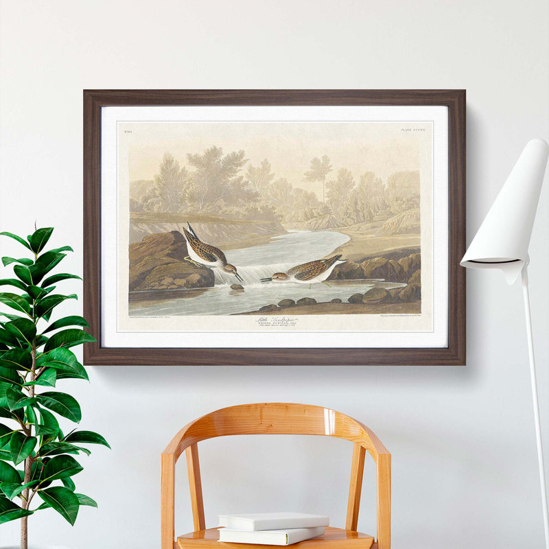 Little Sandpiper Birds by John Audubon - Picture Frame Painting Print, 36cm H x 48cm W x 2cm D, Walnut Framed