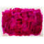 Fuchsias Print by ZBC Everyday