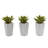 Mini Agave Plant with Planter