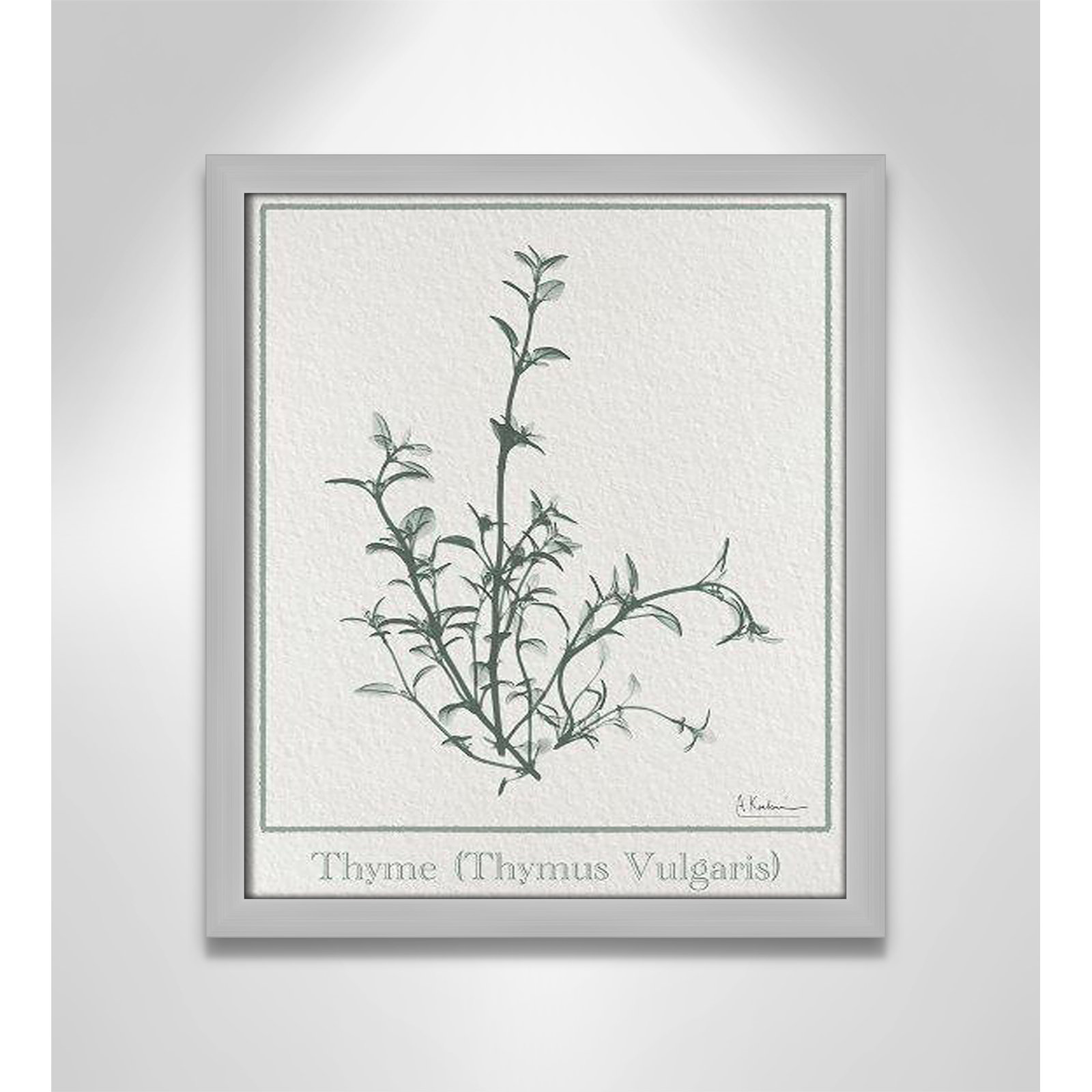 Thymus Vulgaris Framed On Paper by Albert Koetsier Print, Matte Silver Framed Paper, 15" H x 13" W x 1.25" D