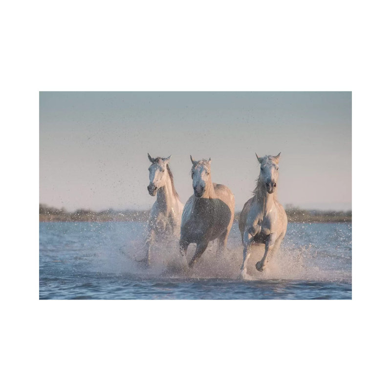 White Angels Of Camargue VIII by Daniel Kordan - Wrapped Canvas Print, 66.04 cm H x 45.72 cm W