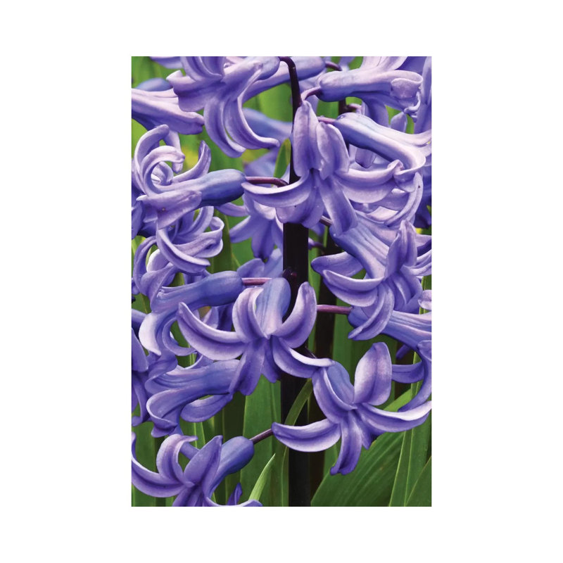 Hyacinths by Brian Wolf - Wrapped Canvas Print, 30.48cm H x 20.32cm W x 1.91cm D