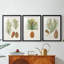 Pommes de pin antiques I - impression encadrée sur mesure de qualité supérieure mate - 3 pièces-622024813-622024812