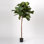 Fiddle Leaf Fig Tree