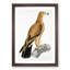 Tawny Eagle by John Edward Gray - Picture Frame Graphic Art Print-55729705-55729709