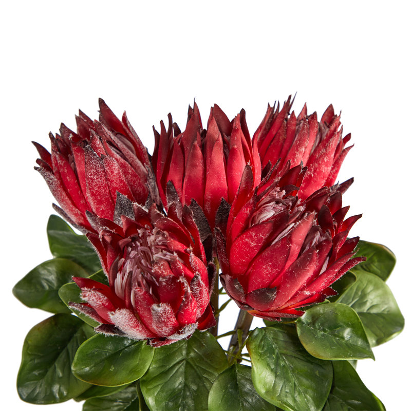 Protea Arrangement in Vase