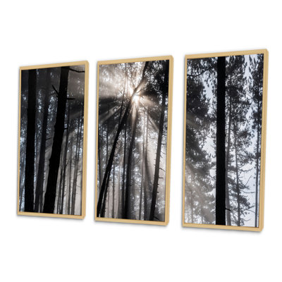 Rayons de soleil à travers la forêt blanche noire - ensemble d'art mural sur toile encadré forêt