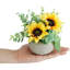 6 plantes