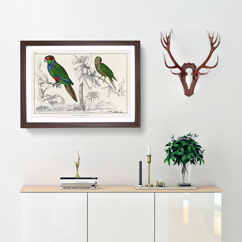 Parrots by Oliver Goldsmith - Framed Print, 36cm H x 48cm W x 2cm D, Walnut Framed