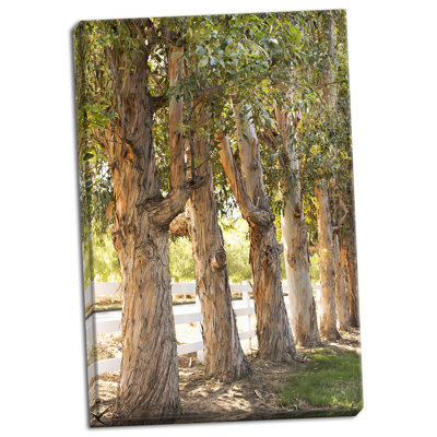 «Eucalyptus Trees», reproduction de photo sur toile tendue